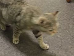 -猫色咖啡·猫咖