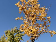 -国际非物质文化遗产博览园