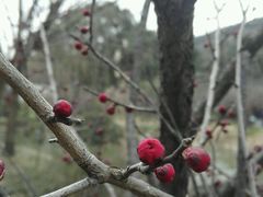 -香雪海