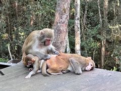 -普洱太阳河森林公园