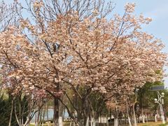 -济南国际园博园