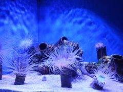 -上海海洋水族馆