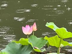 -浙江西子宾馆·瑶园咖啡厅