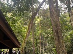 -西双版纳原始森林公园