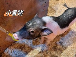 -奇幻萌宠部落(映月湖环宇城店)
