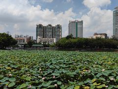 -荔湾湖公园