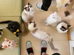 -猫在这儿猫咪咖啡馆·撸猫馆