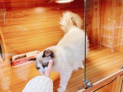-猫十亿·布偶金渐层·曼基康矮脚猫舍(青年路店)