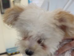 -美联众合动物医院·24h京西诊疗中心