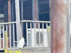 -大澳渔村及棚屋