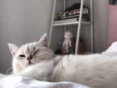 -康乐宝动物医院