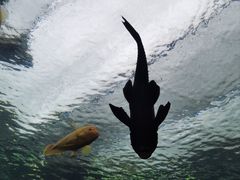 -珠海长隆海洋王国