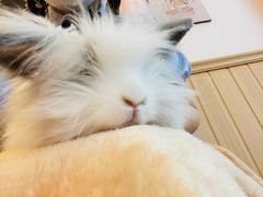 -猫猫幼稚园·撸猫·桌游·电玩