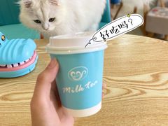 -猫在这儿猫咪咖啡馆·撸猫馆
