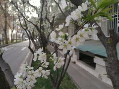 后院的樱花-北京电力医院