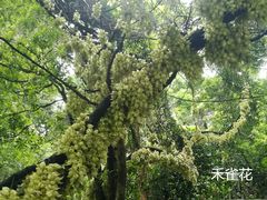 -天鹿湖森林公园