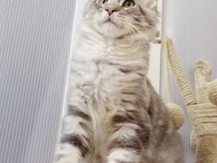 -70cat德文卷毛猫·缅因猫纯种猫舍