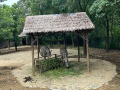 -合肥野生动物园