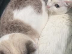 -伟伟宠物医院·瑞派猫友好医院·猫科(光谷店)