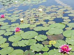 -昆山城市生态森林公园