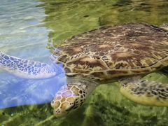 -江和美海洋公园