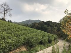 -帐篷客·溪龙茶谷度假酒店