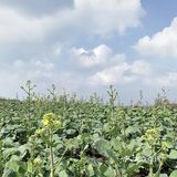 春天来了，吉祥如意报到