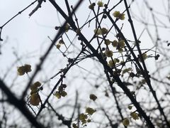 -无锡梅园公园