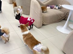 -怪兽屋·羊驼·猫咖·狗咖(俊华广场店)