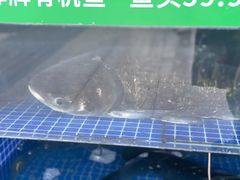 -好灶头妈妈菜·千岛湖柴火鱼餐厅(桐庐店)
