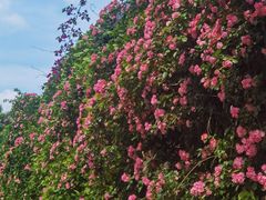 -悦见花开·花园里的火锅·露营·下午茶
