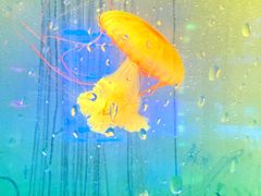 -左海海底世界
