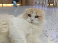 -喵园·猫主题咖啡厅·撸猫·猫咖(国贸店)