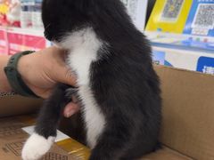 -四月宠物医院·猫专科·心脏专科·内科(转塘店)