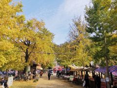 -千年银杏谷文化旅游区
