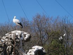 -合肥野生动物园