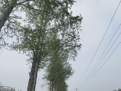 -上海长兴岛郊野公园