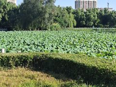 -莲花池公园