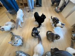 -有喵·猫咖·狗咖·30几只猫10只小狗(岗厦店)