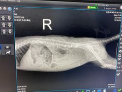 -瑞派·关忠动物医院·异宠专科·犬猫肿瘤·皮肤专科(望京店)