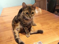 -猫小院猫主题餐厅(三里屯店)