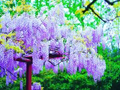 -嘉定紫藤园