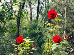 -茶百道(太原茂业天地店)