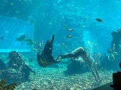 -海棠湾洲际-涛·海底餐厅·美人鱼·自助餐·海底隧道