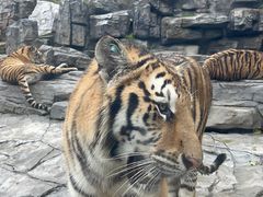 -栾川竹海野生动物园