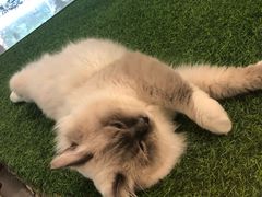 -袖虎·猫馆(体育西路店)