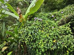-海南热带雨林国家公园吊罗山景区