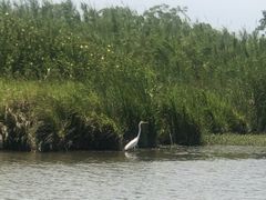 -宁波杭州湾国家湿地公园