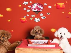 -读宠于你·约克夏比熊·睫角守宫·爬宠售卖(高新店)