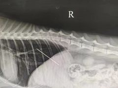 -北京观赏动物医院·24小时大型综合·猫专科·异宠专科